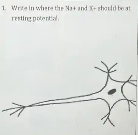 1. Write in where the Na+ and K+ should be at
resting potential.