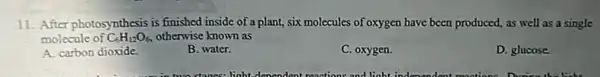 11. After photosynthesis is finished inside of a plant, six molecules of oxygen have been produced, as well as a single
molecule of C_(6)H_(12)O_(6), otherwise known as
A. carbon dioxide.
B. water.
C. oxygen.
D. glucose.