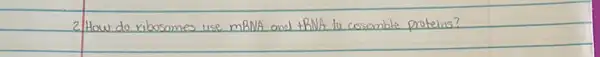 2. How do ribosomes use mRNA and +RNA to cossemble proteins?