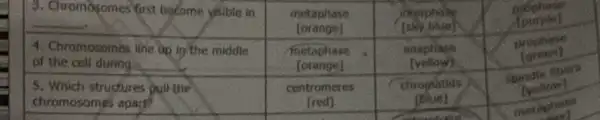 3. Chromosomes first become visible in & }(l)
metaphase 
[orange]
 & 
interphase 
[sky bhiey
 & 
 
4. Chromosomes line ap in the middle 
of the cell during
 & 
fnetophase 
[orange]
 & 
anaphase 
[yellow)
 & 
prophase 
(green)
 
 
5. Which structures pull the 
chromosomes apart?
 & 
centromeres 
(red)
 & 
chrogratis 
[blue]
 & 
spindie foers 
(veilow)