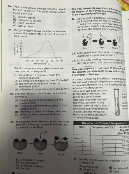 30. The enzyme salivary amylase will act on starch
but not on protein. This action illustrates that
salivary amylase
(1) contains starch
(1) is chemically specific
(3) is not reusable
(4) lacks protein
31. The graph below shows the effect of tempera-
ture on the relative rate of action of enzyme X
on a protein.
Which change would not affect the relative
rate of action of enzyme X?
(1) the addition of cold water when the
reaction is at 50^circ C
(2) an increase in temperature from 70^circ C to 80^circ C
(3) the removal of when the
reaction is at 30^circ C
(4) a decrease in temperature from 40^circ C to 10^circ C
32. Enzymes influence chemical reactions in living
systems by
(1) becoming part of the product after the
reactions occur
(2) combining with atmospheric gases to form
waste products
(d) affecting the rate at which reactions occur
(4) absorbing water during synthesis and
digestion
33. The diagram below represents three steps in the
structure X is most likely
digestion of the sugar sucrose. In this diagram,
(1) a molecule of oxygen
(2) the end product
(3) an enzyme molecule
(4) the sugar
28 Tonic 2: Moments it
the diagram of an enzyme-controlled cushing
on your knowledge of biology.
reaction -
34. Explain what is lagram. Use thing Steps 1:
the following diagram. Use
D, and E-to help you with your
of your answer, indicate whickplanatics
represent the enzyme and the product.
35. Is this reaction an illustration of synthesis or
digestion? Support your answer.[1]
36. Explain why heating these molecules might
__
the rate at which this reaction occurs? [1]
Base your answers to questions 37 through 410
the diagram and data table below and on your
knowledge of biology.
A student is studying the effect of temperature on
the action of a protein-digesting enzyme that's
contained in stomach fluid An investigation isset
up using five identical test
tubes. Each test tube contains
40 milliliters of stomach fluid	40 mLd
as well as a 20-millimeter
glass tube filled with cooked
gastrict
egg white, as shown in the	Glass tub
diagram. After 48 hours the	contain
amount of egg white digested	egg whit
in each tube was measured.
The data collected are shown
in the following table.
37. Identify the independent variable in this
investigation.
(1) gastric fluid
(2) length of
glass tubing
temperature
(4)time