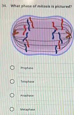 34. What phase of mitosis is pictured?
Prophase
Telophase
Anaphase
Metaphase