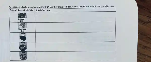 4. Specialized cells are determined by DNA and they are specialized to do a specific job.What is the special job of-
Specialized Job
square 
square 
square 
square 
square