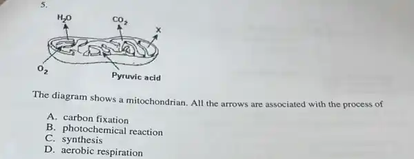 5.
The diagram shows a mitochondrian. All the arrows are associated with the process of
A. carbon fixation
B. photochemica reaction
C. synthesis
D. aerobic respiration