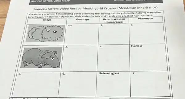 AMOERA SISTERS: VIDEO RICAP
Amoeba Sisters Video Recap: Monohybrid Crosses (Mendelian Inheritance)
Vocabulary practice! Fill in missing boxes assuming that having hair for guinea pigs follows Mendelian inheritance, where the mathrm(H) dominant allele codes for hair and mathrm(h) codes for a lack of hair (haifess).