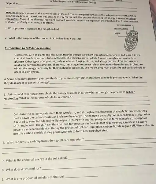 Cellular Respiration: Breaking down our Cellular Respiration: Breaking down Energy
__
__
__
Mitochondria are known as the powerhouses of the cell. They are organelles that act like a digestive system that takes
In nutrients, breaks them down and creates energy for the cell. The process of creating cell energy is known as
respiration. Most of the chemical reactions involved in cellular respiration happen in the mitochondria. A mitochondrion
is shaped perfectly to maximize its efforts.
1. What process happens in the mitochondria?
2. What is the purpose of the process in III (what does it create)?
Introduction to Cellular Respiration
Organisms, such as plants and algae, can trap the energy in sunlight through photosynthesis and store it In the
chemical bonds of carbohydrate molecules The principal carbohydrate formed through photosynthesis is
glucose. Other types of such as animals, fungl, protozoa, and a large portion of the bacteria, are
unable to perform this process. Therefore, these organisms must rely on the carbohydrates formed in plants to
obtain the energy necessary for their metabolic processes This means they must eat plants and other animals in
order to gain energy.
__
4. Some organisms perform photosynthesis to produce energy Other organisms cannot do photosynthesis. What can
__
the In animaly/criters.through the processor cellular
5. Animals and other organisms obtain the energy available in carbohydrates through the process of cellular
Cells take the carbohydrates into their cytoplasm, and through a complex series of metabolic processes, they
break down the carbohydrates and release the energy The energy is generally not needed immediately; rather
it is used to combine adenosine diphosphate (ADP)with another phosphate to form adenosine triphosphate
(ATP) molecules. The ATP can then be used for processes in the cells that require energy, much as a battery
powers a mechanical device During the process of cellular respiration, carbon dioxide is given off. Plant cells can
use this carbon dioxide during photosynthesis to form new carbohydrates.
__
disappointed
7. What is the chemical energy in the cell called?
__
8. What does ATP stand for?
__
9. What is one product of cellular respiration?
__