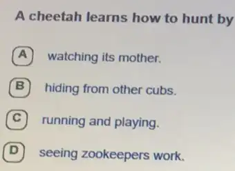 A cheetah learns how to hunt by
A watching its mother.
B hiding from other cubs.
C running and playing.
D seeing zookeepers work.