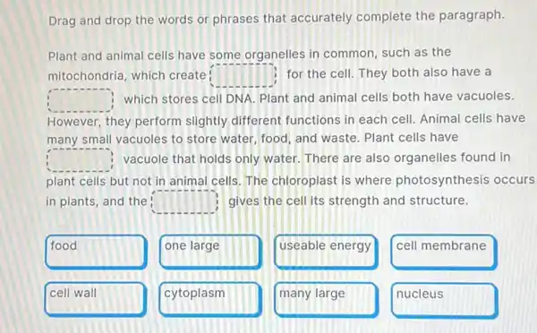 Drag and drop the words or phrases that accurately complete the paragraph.
Plant and animal cells have some organelles in common, such as the
mitochondria, which create square  for the cell. They both also have a
square  which stores cell DNA Plant and animal cells both have vacuoles.
However, they perform slightly different functions in each cell Animal cells have
many small vacuoles to store water, food, and waste. Plant cells have
square  vacuole that holds only water. There are also organelles found in
plant cells but not in animal cells. The chloroplast is where photosynthesis occurs
in plants, and the square  gives the cell its strength and structure.
food
one large
useable energy
cell membrane
cell wall
cytoplasm
many large
nucleus