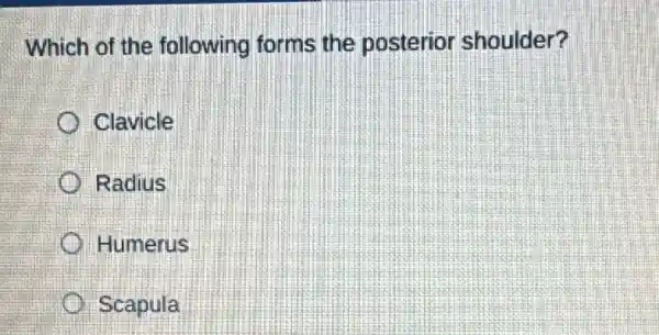 Which of the following forms the posterior shoulder?
Clavicle
Radius
Humerus
Scapula