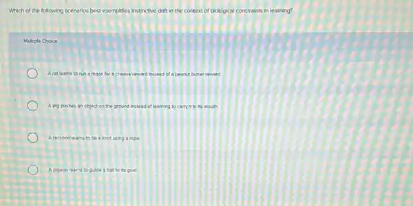 Which of the following scenarios best exemplifies instinctive drift in the context of biological constraints in learning?
Multiple Choice
Aratleams to run an maze for a cheese reward instead of a peanut butter reward
A plg pushes an object on the ground instead of learning to carry it in its mouth.
A raccoon learns to the a knot using a rope.
A pigeon learns to guide a ball to its goal