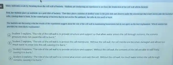 Many antibiotics work by breaking down the cell wall of bacteria. Students are conducting an experiment to see how the destruction of the cell wall affects bacteria.
First, the students place an antibiotic on a petri dish of bacteria.Then they place a solution of distilled water in the petri dish and observe under the microscope that water moves Into the
cells, causing them to burst. In the control group of bacteria that do not recelve the antibiotic, the cells do not swell or burst.
The students are discussing what the results of the experiment suggest about the role of the cell wall in maintaining homeostasis but do not agree on the best explanation. Which student has
provided the most likely explanation?
A
Student 1 explains, "The role of the cell wall is to provide structure and support so that when water enters the cell through osmosis the osmotic
pressure does not cause the cell to burst."
B
Student 3 explains, The role of the cell wall is to protect the cell membrane. Without the cell wall, the cell membrane becomes damaged and allows too
much water to enter into the cell, causing it to burst."
C
Student 4 explains, The role of the cell wall is to provide structure and support. Without the cell wall, the contents of the cell are able to exit freely.
causing it to burst..
D
Student 2 explains,The role of the cell wall is to control what enters and exits the cell. Without the cell wall, too much water enters the cell through
osmosis, causing it to burst."