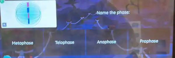 Name the phose;
Metaphase
Telophase
Anaphase
Prophase