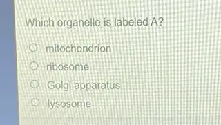 Which organelle is labeled A?
mitochondrion
ribosome
Golgi apparatus
lysosome