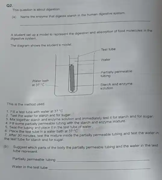 Q2.
This question is about digestion.
(a) Name the enzymo that digests starch in the human digestive system.
__
A student set up a model to represent the digestion and absorption of food molecules in the
digestive system.
The diagram shows the student's model.
This is the method used.
1. Fill a test tube with water at 37^circ C
2. Test the water for starch and for sugar.
3. Mix together starch and enzyme solution and immediately test it for starch and for sugar.
4. Fill some partially permeable tubing with the starch and enzyme mixture.
5. Seal the tubing and place it in the test tube of water.
6. Place the test tube in a water bath at 37^circ C
7. After 30 minutes, test the mixture inside the partially permeable tubing and test the water in
the test tube for starch and for sugar.
(b) Suggest which parts of the body the partially permeable tubing and the water in the test
tube represent.
Partially permeable tubing __
Water in the test tube __