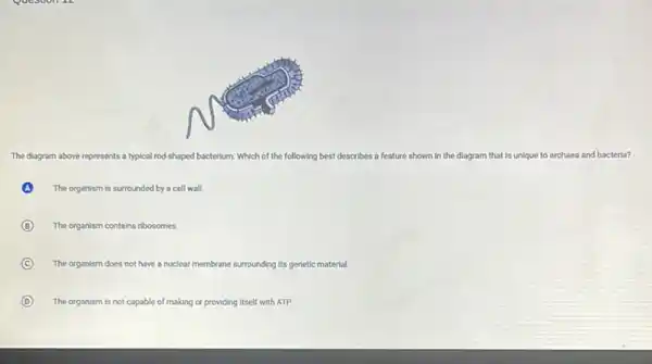 Question
The diagram above represents ents a typical rod-shaped bacterium Which of the following best describes a feature shown in the diagram that is unique to archaea and bacteria?
The organism is surrounded by a cell wall.
B The organism contains ribosomes
C The organism does not have a nuclear membrane surrounding its genetic material.
D The organism is not capable of making or providing itself with ATP