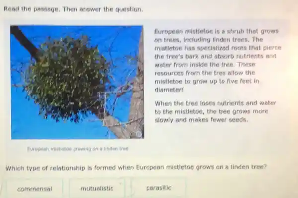 Read the passage. Then answer the question.
European mistletoe is a shrub that grows
on trees, including linden trees.The
mistletoe has specialized roots that pierce
the tree's bark and absorb nutrients and
water from inside the tree. These
resources from the tree allow the
mistletoe to grow up to five feet in
diameter!
When the tree loses nutrients and water
to the mistletoe, the tree grows more
slowly and makes fewer seeds.
Which type of relationship is formed when European mistletoe grows on a linden tree?
commensal
mutualistic
parasitic