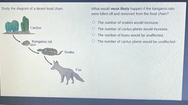 Study the diagram of a desert food chain.
Cactus
Kangaroo rat
Snake
Fox
What would most likely happen if the kangaroo rats
were killed off and removed from the food chain?
The number of snakes would increase.
The number of cactus plants would increase.
The number of foxes would be unaffected.
The number of cactus plants would be unaffected.