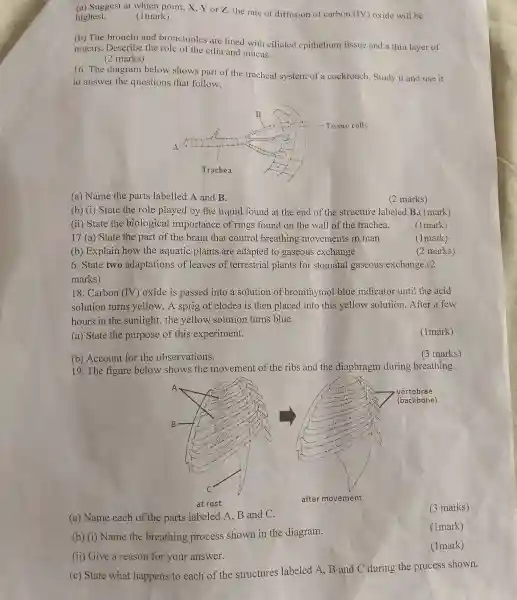 (a) Suggest at which point,, Yor Z, the rate of diffusion of carbon (IV) oxide will be
highest.
(1 mark)
(b) The bronchi and bronchioles are lined with ciliated epithelium tissue and a thin layer of
mucus.Describe the role of the cilia and mucus.
(2 marks)
16.The diagram below shows part of the tracheal system of a cockroach.Study it and use it
to answer the questions that follow:
(a) Name the parts labelled A and B.
(2 marks)
(b) (i)State the role played by the liquid found at the end of the structure labeled B. (1 mark)
(ii) State the biological importance of rings found on the wall of the trachea.
(1mark)
17 (a)State the part of the brain that control breathing movements in man
(1mark)
(b)Explain how the aquatic plants are adapted to gaseous exchange
(2 marks)
6. State two adaptations of leaves of terrestrial plants for stomatal gaseous exchange . (2
marks)
18 .Carbon (IV)oxide is passed into a solution of bromthymol blue indicator until the acid
solution turns yellow.A sprig of elodea is then placed into this yellow solution .After a few
hours in the sunlight.. the yellow solution turns blue.
(a) State the purpose of this experiment.
(1mark)
(3 marks)
19. The figure below shows the movement of the ribs and the diaphragm during breathing.
(a) Name each of the parts labeled A B and C.
(3 marks)
(b) (i)Name the breathing process shown in the diagram.
(1mark)
(1mark)
(ii) Give a reason for your answer.
(c) State what happens to each of the structures labeled A , B and C during the process shown.
(b)Account for the observations.