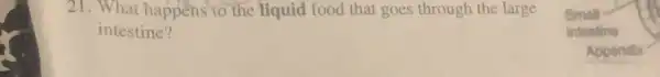 21. What happens to the liquid food that goes through the large
intestine?
Appendix