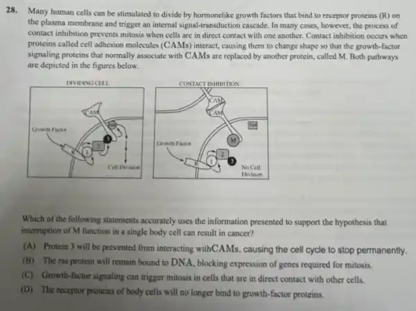 28. Many human cells can be stimulated to divide by hormonelike growth factors that bind to receptor proteins (R) on
the plasma membrane and trigger an internal signal -transduction cascade. In many cases, however, the process of
contact inhibition prevents mitosis when cells are in direct contact with one another. Contact inhibition occurs when
proteins called cell adhesion molecules (CAMs) interact, causing them to change shape so that the growth factor
signaling proteins that normally associate with CAMs are replaced by another protein , called M. Both pathways
are depicted in the figures below.
square 
Which of the following statements accurately uses the information presented to support the hypothesis that
interruption of M function in a single body cell can result in cancer?
(A) Protein 3 will be prevented from interacting withCAMs, causing the cell cycle to stop permanently.
(B) The ras protein will remain bound to DNA, blocking expression of genes required for mitosis.
(C) Growth-factor signaling can trigger mitosis in cells that are in direct contact with other cells.
(D) The receptor proteins of body cells will no longer bind to growth-factor proteins.