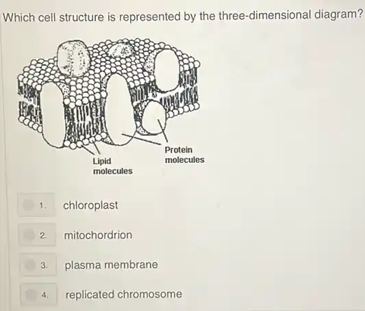 Which cell structure is represented by the three -dimensional diagram?
1. chloroplast
2. mitochordrion
3. plasma membrane
4. replicated chromosome