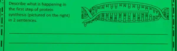 Describe what is happening in
the first step of protein
synthesis (pictured on the right)
in 2 sentences.
__