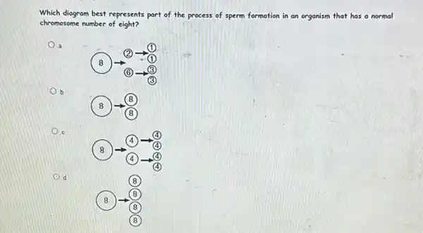 Which diagram best represents part of the process of sperm formation in an organism that has a normal
chromosome number of eight?
a
b