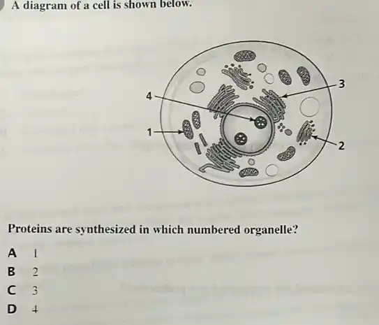 , A diagram of a cell is shown below.
Proteins are synthesized in which numbered organelle?
A 1
B 2
C 3
D 4