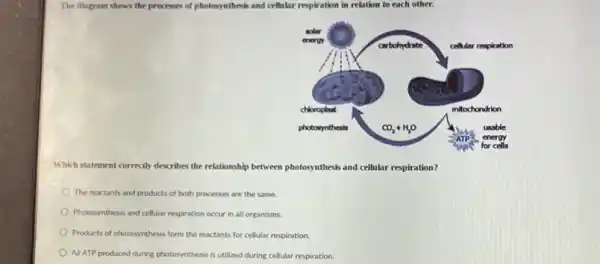 The diagram shows the processes of photosynthesis and cellular respiration in relation to each other.
Which statement correctly describes the relationship between photosynthesis and cellular respiration?
The reactants and products of both processes are the same.
Photosynthesis and cellular respiration occur in all organisms
Products of photosynthesis form the reactants for cellular respiration
All ATP produced during photosynthesis is utilized during cellular respiration