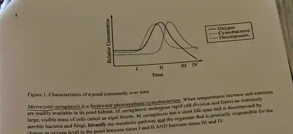 Figure 1. Characteristics of a pond community over time
Microcystis aeruginosis is a freshwater photosynthetic cyanobacterium. When temperatures ins an extremely
are readily available in its pond habitat. M.undergoes rapid cell division an
large, visible mass of cells called an algal bloom. M. aeruginosis has a short life span and is decomposed by
aerobic bacteria and fungi Identify the metabolic pathway and the organism that is primarily for the
change in oxygen level in the pond between times and II AND between times III and IV.