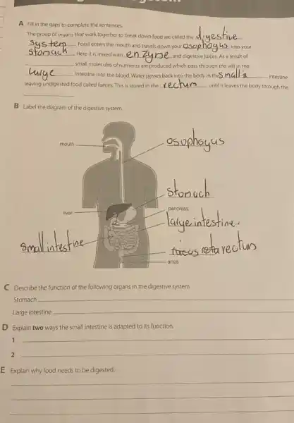 A Fill in the gaps to complete the sentences.
The group of organs that work together to break down food are called the
__
__
Food enters the mouth and travels down your QS
__
Here it is mixed with __
and digestive Juices. As a result of
__ into your
stomac u
__
small molecules of nutrients are produced which pass through the villi jn the
__
intestine into the blood Water passes back into the body in theS. __
intestine
leaving undigested food called faeces. This is stored in the __ until it leaves the body through the
__
B Label the diagram of the digestive system.
__
__
__
because
C Describe the function of the following organs in the digestive system.
Stomach __
Large intestine
D Explain two ways the small intestine is adapted to its function.
1
2
__
Explain why food needs to be digested
__