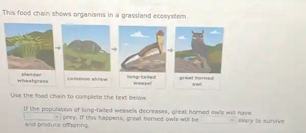 This food chain shows organisms in a grassland ecosystem.
Use the food chain to complete the text below.
If the population of long-tailed weasels decreases , great horned owls will have
square  prey. If this happens , great horned owls will be square 
and produce offspring.
- likely to survive