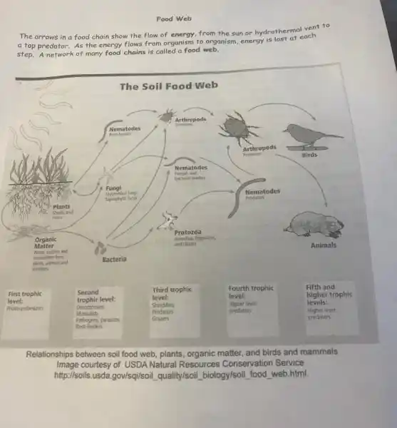 Food Web
The arrows in a food chain show the flow of energy, from the sun or hydrothermal vent to
a top predator. As the energy flows from organism to organism, energy is lost at each
step. A network of many food chains is called a food web.
Relationships between soil food web, plants, organic matter and birds and mammals
Image courtesy of USDA Natural Resources Conservation Service
http://soils.usda.gov/sqi//soil quality/soil biology/soil __ food web.html.