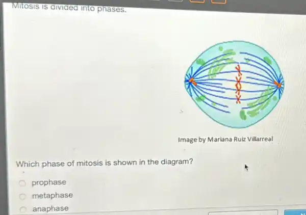 Mitosis is divided into phases.
Which phase of mitosis is shown in the diagram?
prophase
metaphase
anaphase