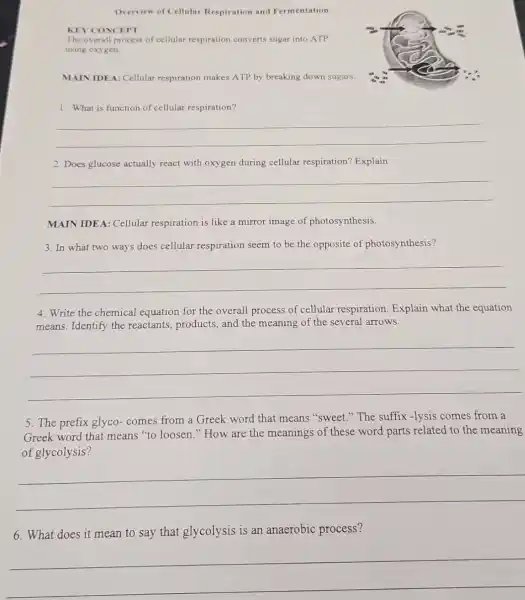 Overview of Cellular Respiration and Fermentation
KEY CONCEPT
The overall process of cellular respiration converts sugar into ATP
using oxygen.
MAIN IDEA: Cellular respiration makes ATP by breaking down sugars.
1. What is function of cellular respiration?
__
2. Does glucose actually react with oxygen during cellular respiration?Explain
__
MAIN IDEA: Cellular respiration is like a mirror image of photosynthesis.
3. In what two ways does cellular respiration seem to be the opposite of photosynthesis?
__
4. Write the chemical equation for the overall process of cellular respiration. Explain what the equation
means. Identify the reactants, products, and the meaning of the several arrows.
__
5. The prefix glyco - comes from a Greek word that means "sweet." The suffix -lysis comes from a
Greek word that means "to loosen."How are the meanings of these word parts related to the meaning
of glycolysis?
__
6. What does it mean to say that glycolysis is an anaerobic process?
__