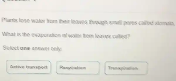 Plants lose water from their leaves through small pores called stomata.
What is the evaporation of water from leaves called?
Select one answer only.
Active transport
Respiration
Thanspiration