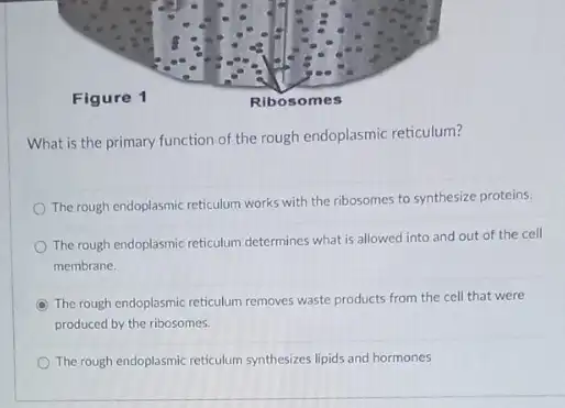 What is the primary function of the rough endoplasmic reticulum?
The rough endoplasmic reticulum works with the ribosomes to synthesize proteins
The rough endoplasmic reticulum determines what is allowed into and out of the cell
membrane.
The rough endoplasmic reticulum removes waste products from the cell that were
produced by the ribosomes.
The rough endoplasmic reticulum synthesizes lipids and hormones