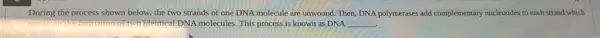 During the process shown below, the two strands of one DNA molecule are unwound. Then, DNA polymerases add complementary nucleotides to each strand which
Identical DNA molecules. This process is known as DNA __