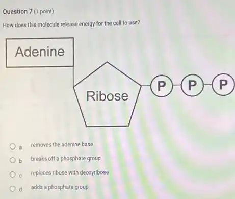 Question 7(1 point)
How does this molecule release energy for the cell to use?
Ribose
a removes the adenine base
breaks off a phosphate group
c replaces ribose with deoxyribose
adds a phosphate group