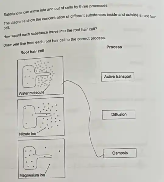 Substances can move into and out of cells by three processes.
The diagrams show the concentration of different substances inside and outside a root hair
cell.
How would each substance move into the root hair cell?
Draw one line from each root hair cell to the correct process.
Root hair cell
Water molecule
Nitrate ion
Process
Active transport
Diffusion
Osmosis