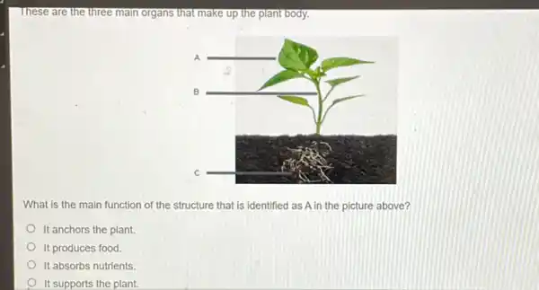 These are the three main organs that make up the plant body.
What is the main function of the structure that is identified as A in the picture above?
It anchors the plant.
It produces food.
It absorbs nutrients.
It supports the plant.