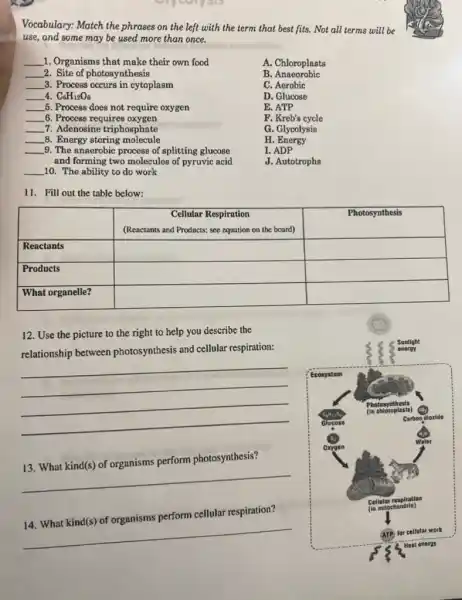 Vocabulary: Match the phrases on the left with the term that best fits. Not all terms will be
use, and some may be used more than once.
B . Anaeorobic
C. Aerobic
__ 1. Organisms that make their own food
__ 2. Site of photosynthesis
__ 8. Process occurs in cytoplasm
__ 4 C_(6)H_(12)O_(6)
__ 5. Process does not require oxygen
__ 6. Process requires oxygen
__ 7. Adenosine triphosphate
__ 8. Energy storing molecule
__ 9. The anaerobic process of splitting glucose
and forming two molecules of pyruvic acid
__ 10. The ability to do work
A. Chloroplasts
D. Glucose
E. ATP
F. Kreb's cycle
G. Glycolysis
H. Energy
I. ADP
J. Autotrophs
11. Fill out the table below:
square 
square 
square 
square 
square 
square 
12. Use the picture to the right to help you describe the
relationship between photosynthesis and cellular respiration:
__
__
13. What kind(s) of organisms perform photosynthesis?
cellular respiration?
.
__