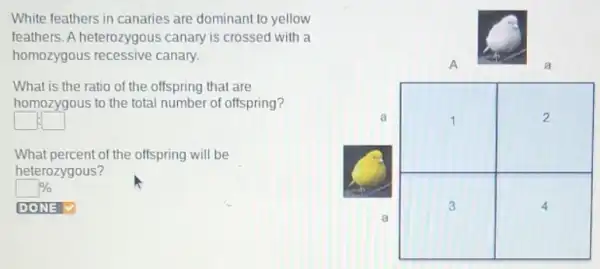 White feathers in canaries are dominant to yellow feathers. A heterozygous canary is crossed with a homozygous recessive canary.
What is the ratio of the offspring that are homozygous to the total number of offspring?
What percent of the offspring will be heterozygous?
 % 
DONE