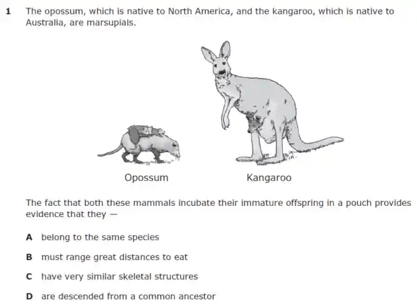 1 The opossum , which is native to North America, and the kangaroo , which is native to
Australia, are marsupials.
The fact that both these mammals incubate their immature offspring in a pouch provides
evidence that they .
A belong to the same species
B must range great distances to eat
C have very similar skeletal structures
D are descended from a common ancestor