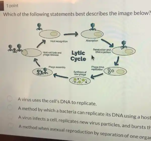 1 point
Which of the following statements best describes the image below?
square 
A virus uses the cell's DNA to replicate.
A method by which a bacteria can replicate its DNA using a host
A virus infects a cell, replicates new virus particles , and bursts th
A method when asexual reproduction by separation of one orgar