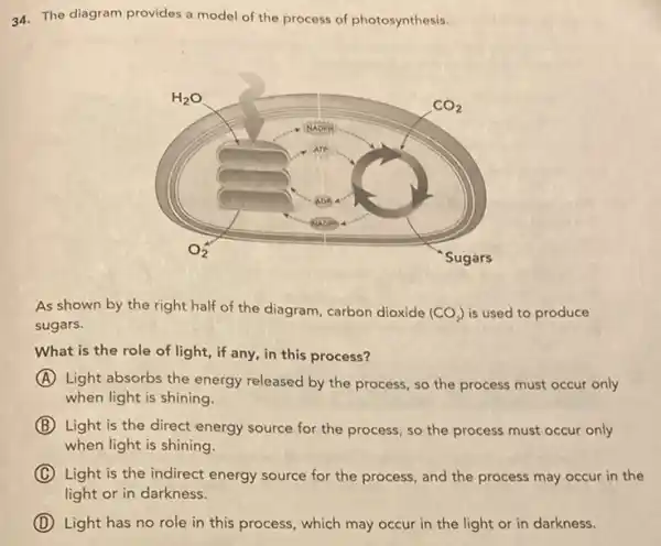 34. The diagram provides a model of the process of photosynthesis.
As shown by the right half of the diagram, carbon dioxide (CO_(2)) is used to produce
sugars.
What is the role of light, if any in this process?
A Light absorbs the energy released by the process so the process must occur only
when light is shining.
B Light is the direct energy source for the process, so the process must occur only
when light is shining.
C Light is the indirect energy source for the process, and the process may occur in the
light or in darkness.
D Light has no role in this process, which may occur in the light or in darkness.