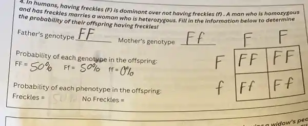 4. In humans, having freckles (F) is dominant over not having freckles (f). A man who is homozygous and has freckles marries a woman who is heterozygous. Fill in the information below to determine the probability of their offspring having freckles!
Father's genotype F F 
Mother's genotype
Probability of each genotype in the offspring:
 mathrm(FF)=50 % mathrm(FF)=50 % mathrm(ff)=0 % 
Probability of each phenotype in the offspring:
Freckles = 
No Freckles =