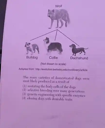 Adapted from: http://evolution.berkeley edu/evolibrary/article
The many varieties of domesticated dogs were
most likely produced as a result of
(1) mutating the body cells of the dogs
(2) selective breeding over many generations
(3) genetic engineering with specific enzymes
(4) cloning dogs with desirable traits