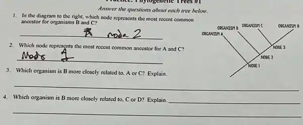 Answer the questions about each tree below.
1. In the diagram to the right, which node represents the most recent common
ancestor for organisms B and C?
__
2. Which node represents the most recent common ancestor for A and C?
__
3. Which organism is B more closely related to A or C? Explain.
__
4. Which organism is B more closcly related to C or D? Explain.
__