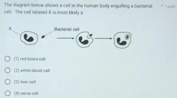 cell. The cell labeled X is most likely a:
(1) red blood cell
(2) white blood cell
(3) liver cell
(4) nerve cell
The diagram below shows a cell in the human body engulfing a bacterial 1 point